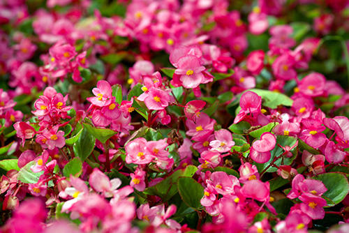 Le bégonia offre de magnifiques fleurs colorées et comestibles.