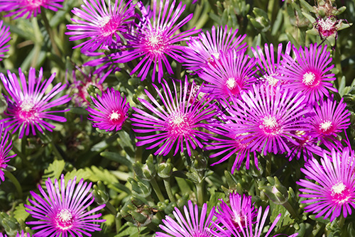 La Dolesperma offre une floraison spectaculaire, lumineuse et très colorée.