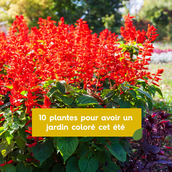 10 plantes pour un beau jardin coloré en été.