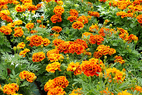 L'œillet d'inde, facile à cultiver et colore votre jardin tout l'été.