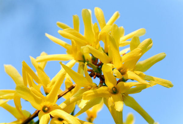 Vous allez adorer le jaune lumineux des fleurs du Forsythia.