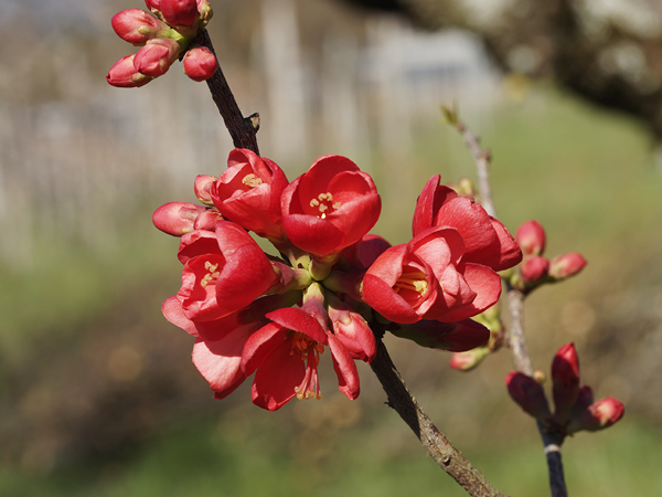 Le Cognassier du Japon, un arbuste à fleurs de toute beauté.
