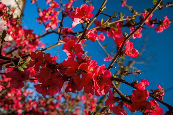Entretenez votre Cognassier du Japon pour une belle floraison.