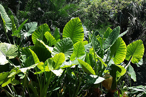 L'alocasia, une plante spectaculaire pour décorer le tour de votre piscine.