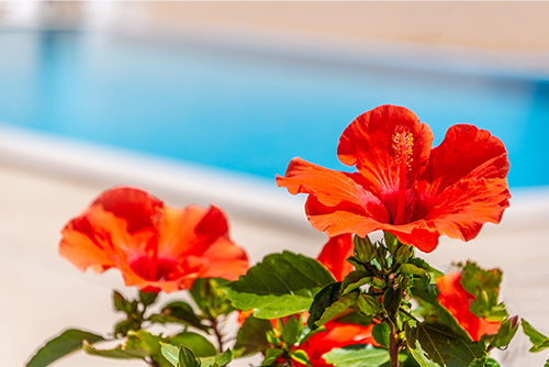 L'hibiscus, un arbuste tropical pour décorer les abords de votre piscine.