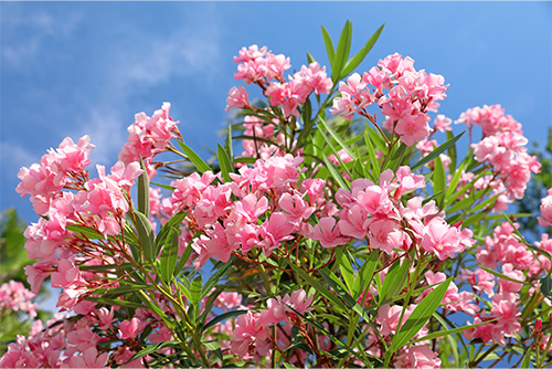 Le laurier rose, un arbuste typique des bords de la Méditerranée.