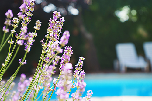 La lavande, pour un petit air de Provence au bord de votre piscine.